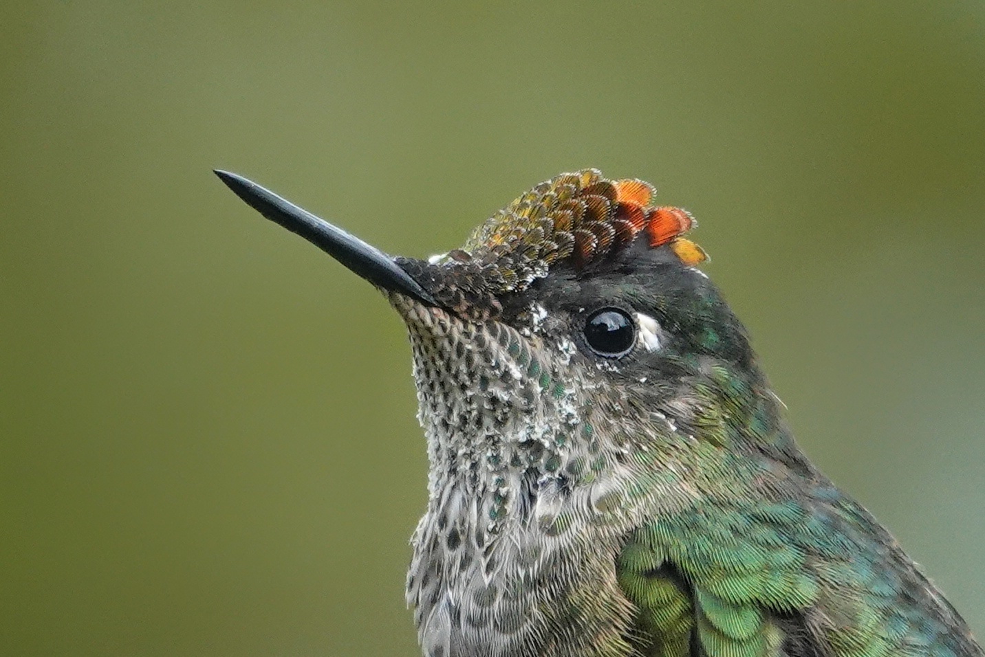 Colibri autour de la Carretera Austral